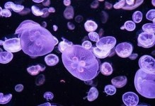 《消灭病毒紫色浮游——武器属性分析》（用游戏武器打败病毒，保卫人类！）