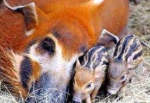 我的世界野猪怎么养,野猪养殖攻略，轻松收获丰硕战利品