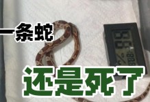 以蛇吃虫攻略25（探索蛇类捕食技巧与策略）