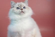 用猫咪攻略阶段的技巧来打造幸福生活（探索和了解猫咪行为习惯，让你和你的宠物更加亲密）